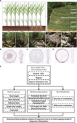 Dictyophora indusiata and Bacillus aryabhattai improve sugarcane yield by endogenously associating with the root and regulating flavonoid metabolism